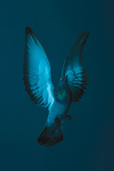 Ascending Descension by Theo Ellison